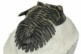 Detailed Hollardops Trilobite - Ofaten, Morocco #347776-4
